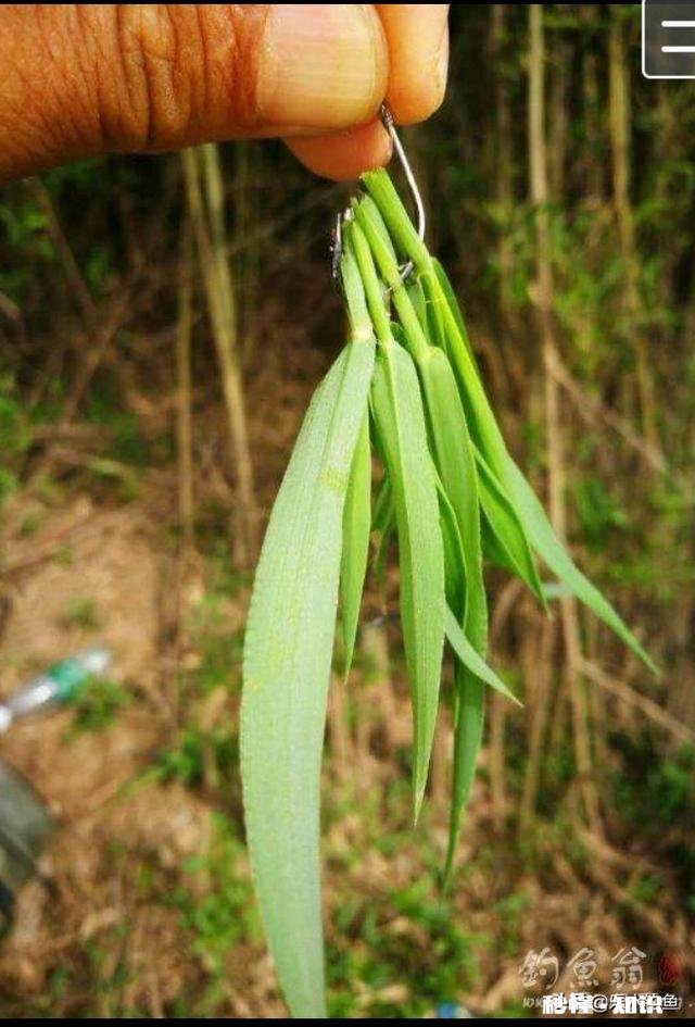 野山塘怎么看它有草鱼