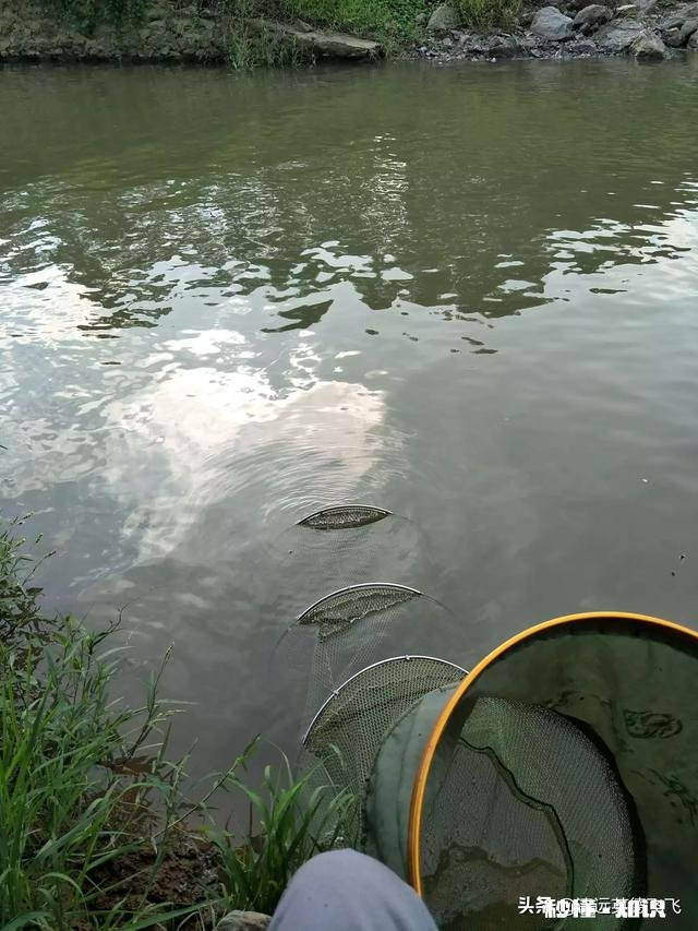 野山塘怎么看它有草鱼