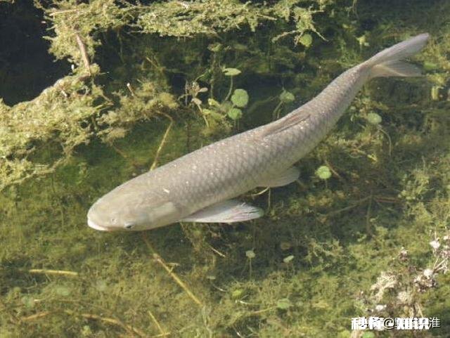 野山塘怎么看它有草鱼