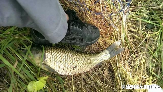 野山塘怎么看它有草鱼