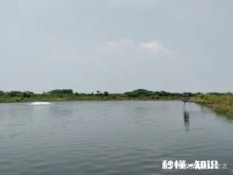 野山塘怎么看它有草鱼