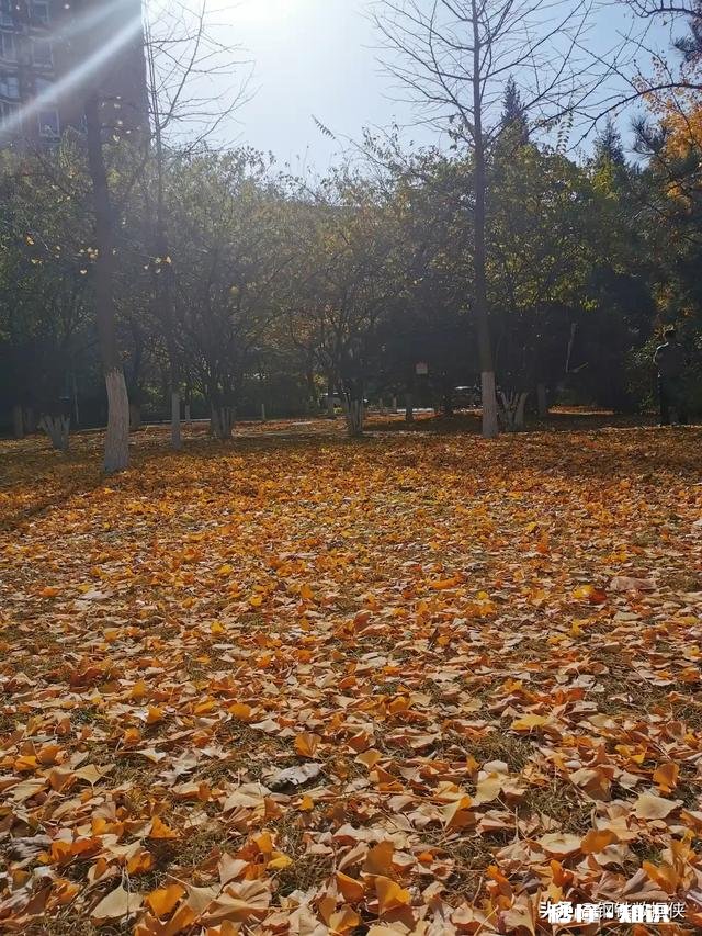 屏幕前的你，能不能与我分享一些你所见过的叶子