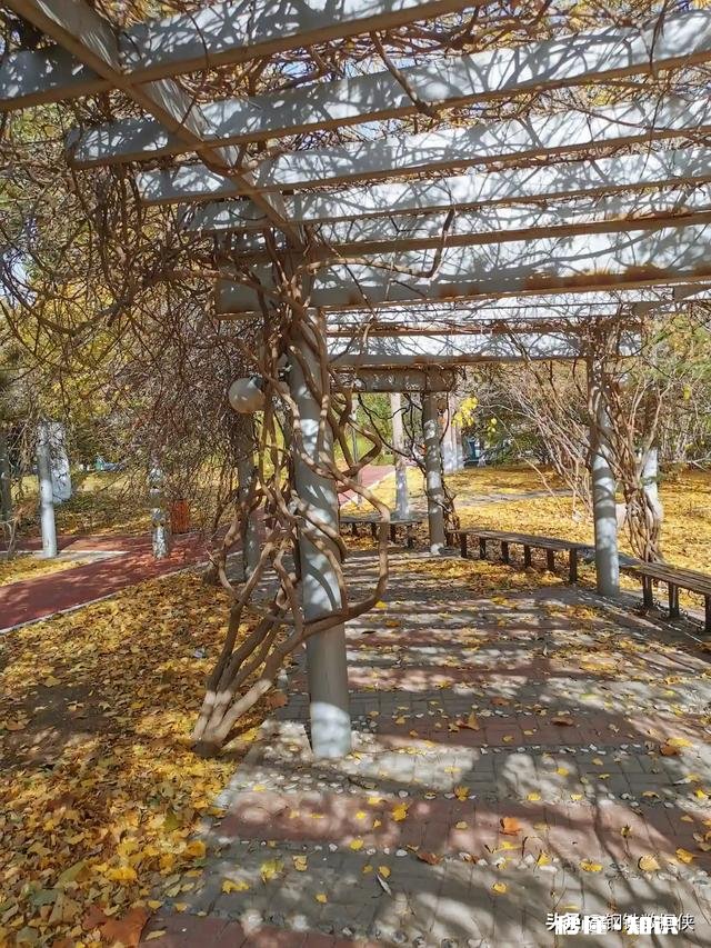 屏幕前的你，能不能与我分享一些你所见过的叶子