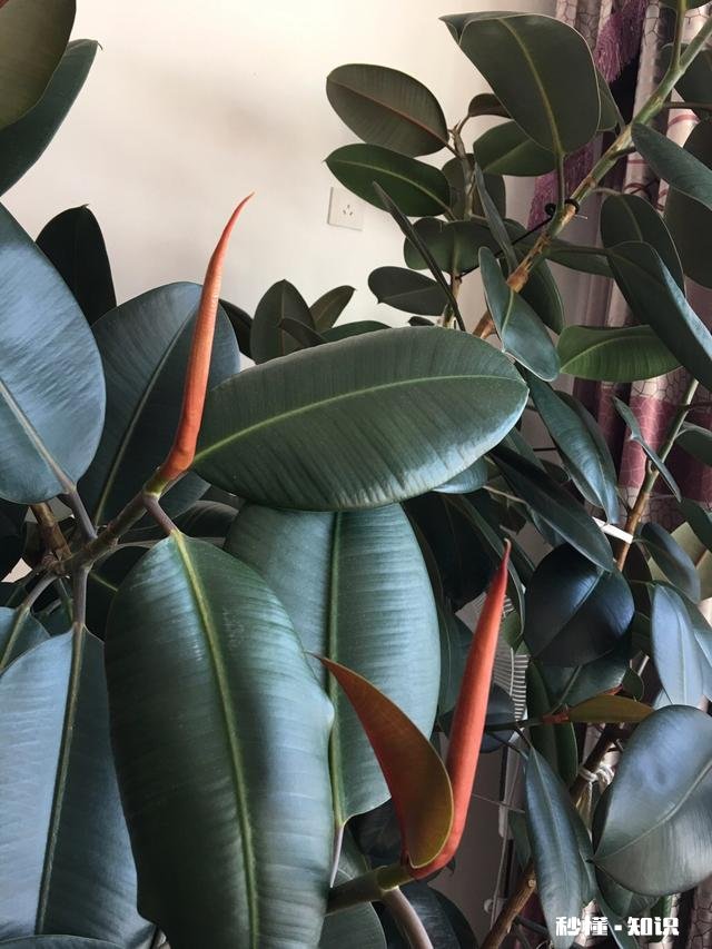 屏幕前的你，能不能与我分享一些你所见过的叶子