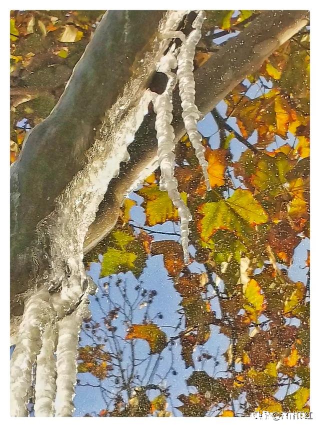 屏幕前的你，能不能与我分享一些你所见过的叶子