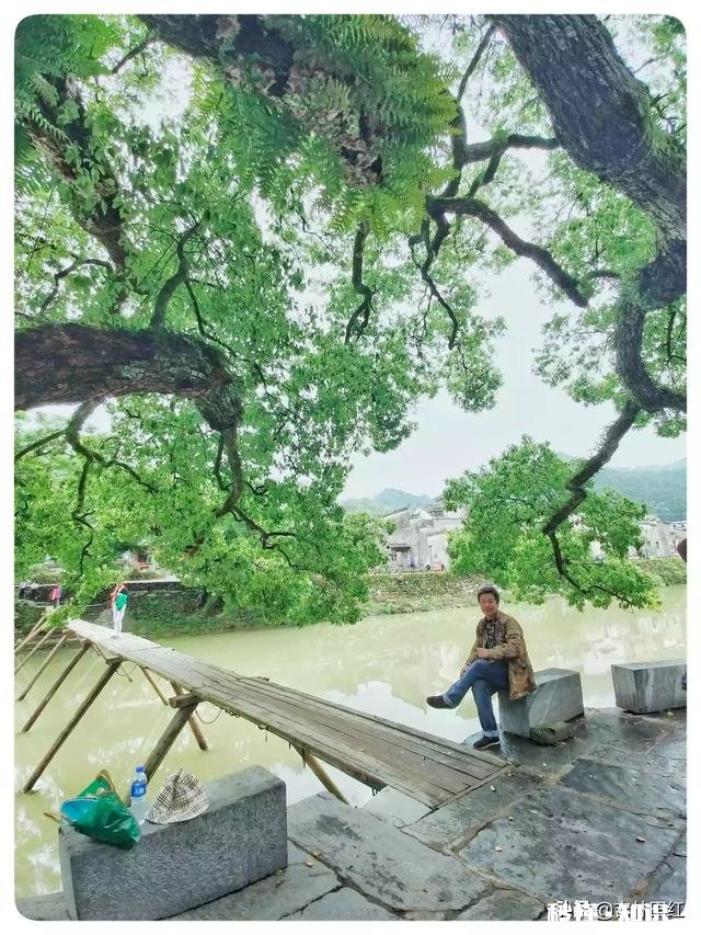 屏幕前的你，能不能与我分享一些你所见过的叶子