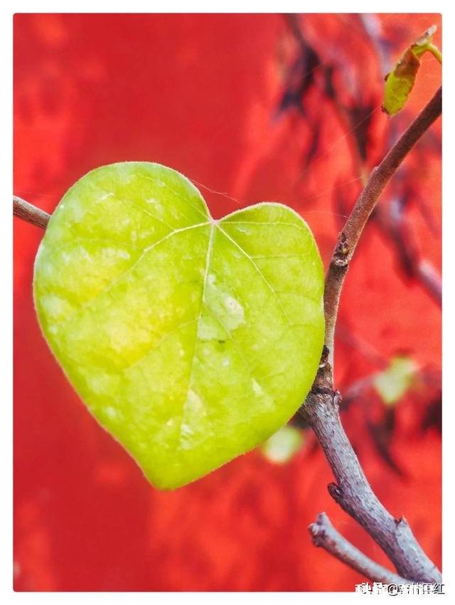 屏幕前的你，能不能与我分享一些你所见过的叶子