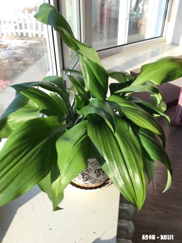 屏幕前的你，能不能与我分享一些你所见过的叶子