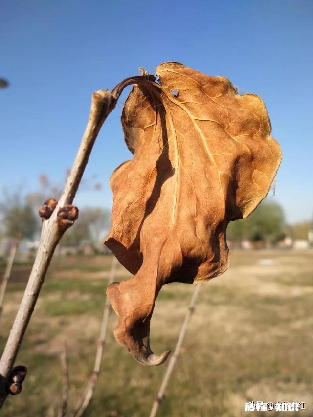 屏幕前的你，能不能与我分享一些你所见过的叶子