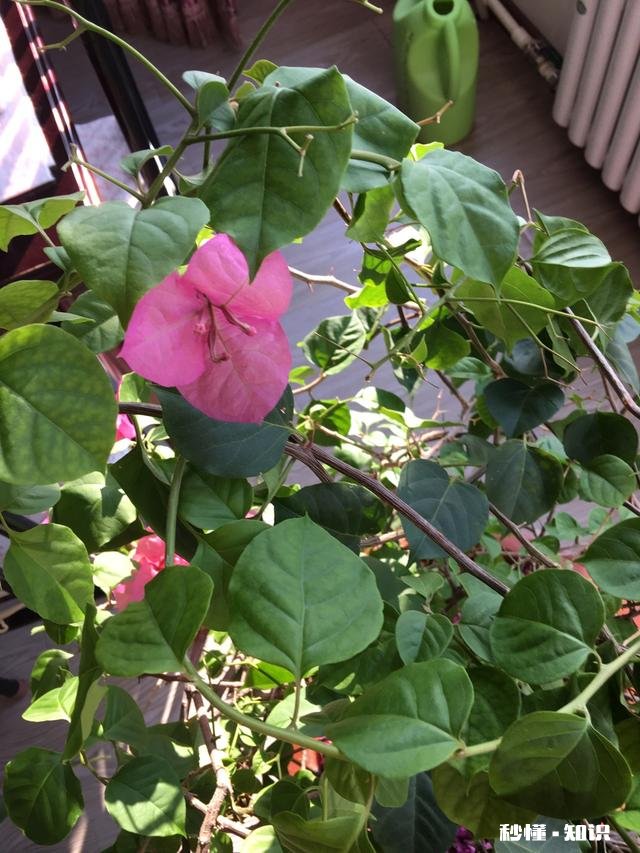 屏幕前的你，能不能与我分享一些你所见过的叶子