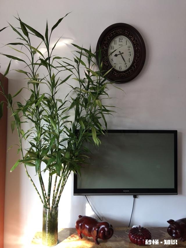 屏幕前的你，能不能与我分享一些你所见过的叶子