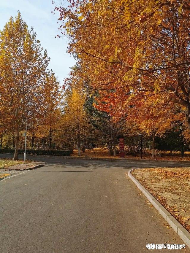 屏幕前的你，能不能与我分享一些你所见过的叶子