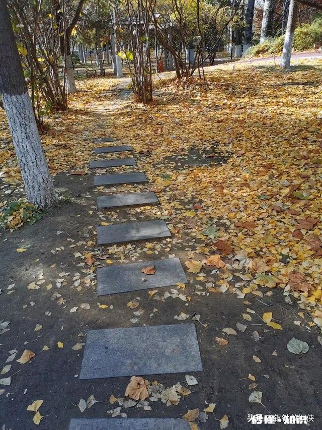 屏幕前的你，能不能与我分享一些你所见过的叶子