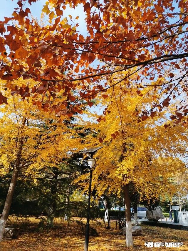 屏幕前的你，能不能与我分享一些你所见过的叶子