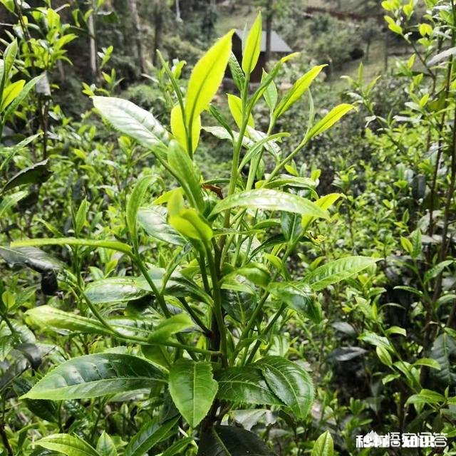 普洱茶如何分辨春茶和秋茶