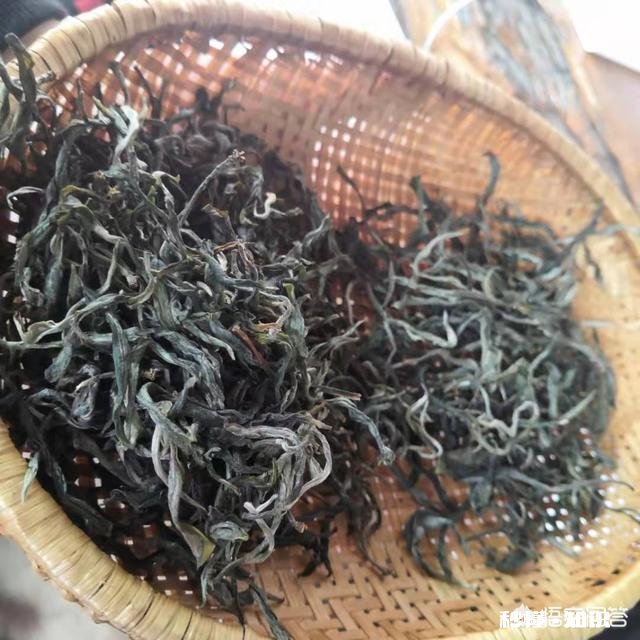 普洱茶如何分辨春茶和秋茶