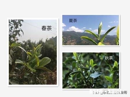 普洱茶如何分辨春茶和秋茶