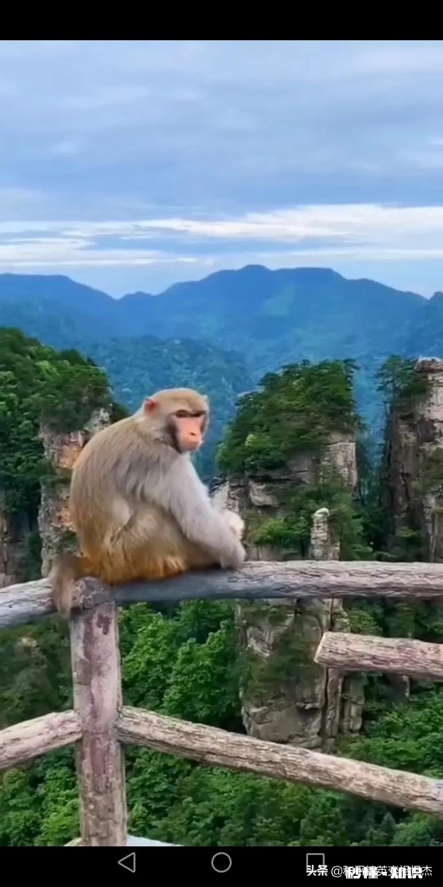 明明自己是个胖子教人减肥，几百粉丝主播教人怎么涨粉，什么心里