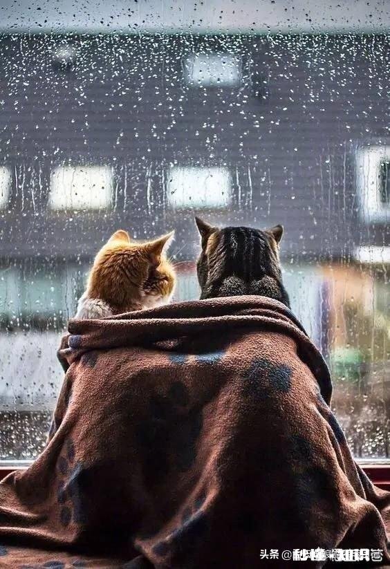 你是如何看待感恩节的