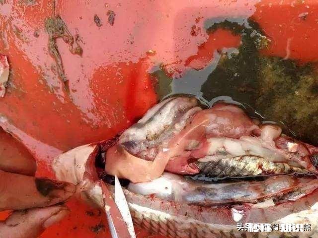 草鱼肝胆病怎么治疗