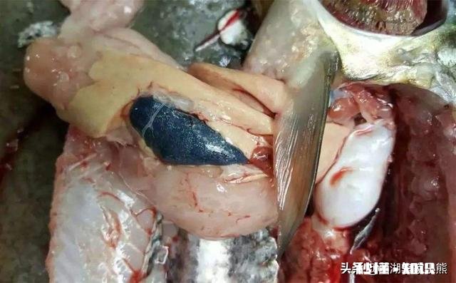 草鱼肝胆病怎么治疗