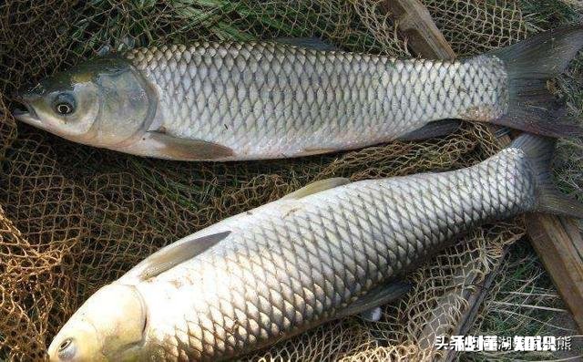 草鱼肝胆病怎么治疗