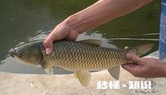 草鱼肝胆病怎么治疗