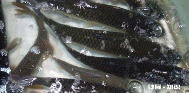 草鱼肝胆病怎么治疗