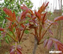 在北方天津家有小院种无花果种在地里行吗
