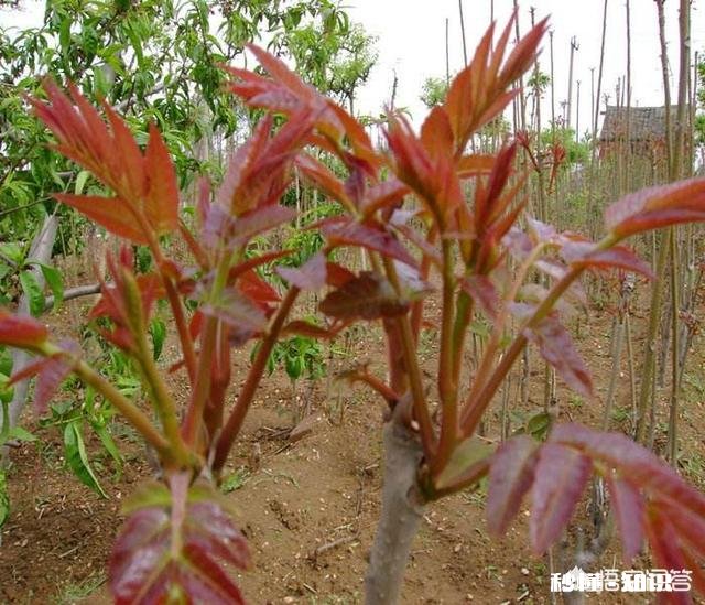 在北方天津家有小院种无花果种在地里行吗