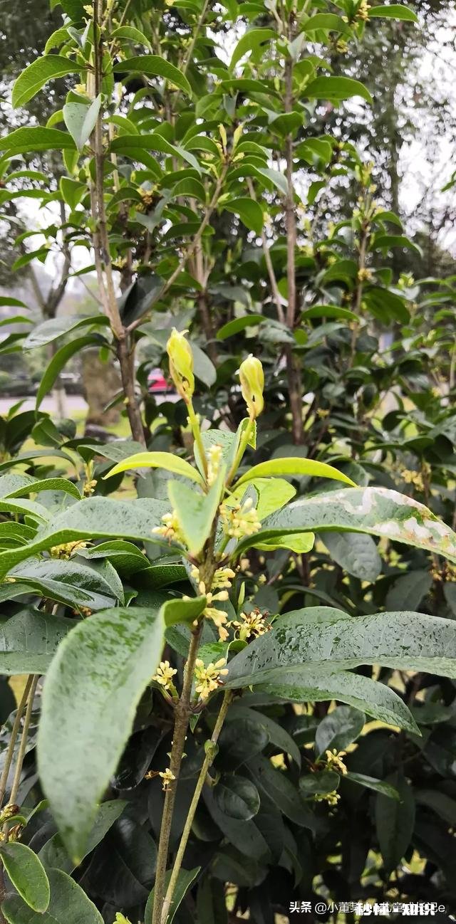 CT、MRI有辐射吗