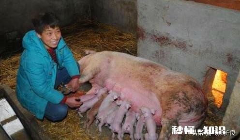 母猪产后体质衰弱，四肢不能站立产后瘫痪，如何治疗