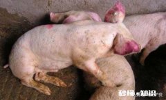 母猪产后体质衰弱，四肢不能站立产后瘫痪，如何治疗