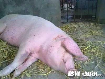 母猪产后体质衰弱，四肢不能站立产后瘫痪，如何治疗