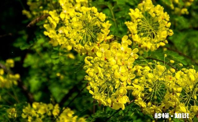 云实树什么时候长虫子如何防止