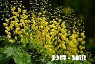 云实树什么时候长虫子如何防止