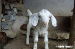 小羊白肌病用什么药