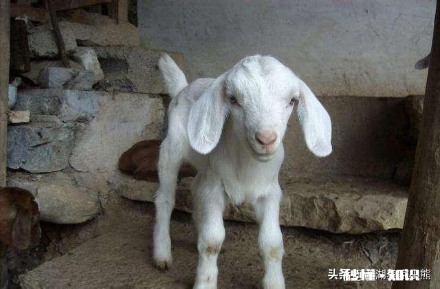 小羊白肌病用什么药