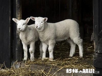 小羊白肌病用什么药