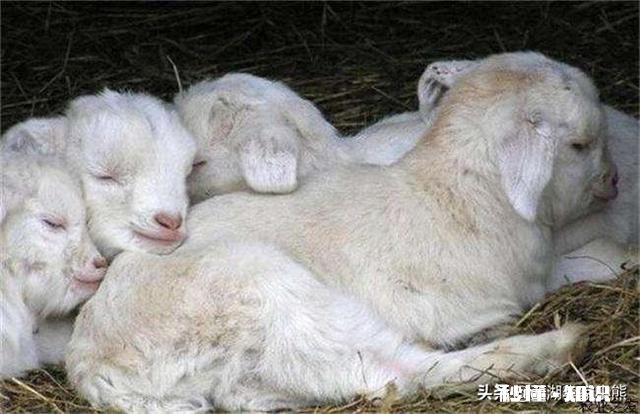 小羊白肌病用什么药