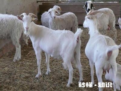 小羊白肌病用什么药