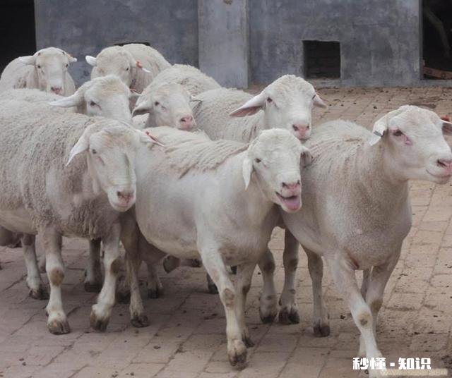 小羊白肌病用什么药