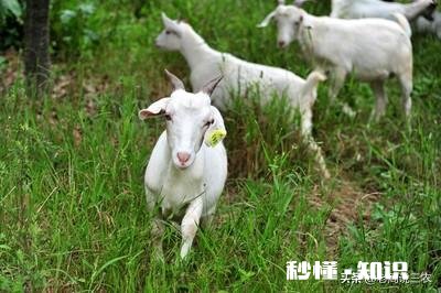 小羊白肌病用什么药