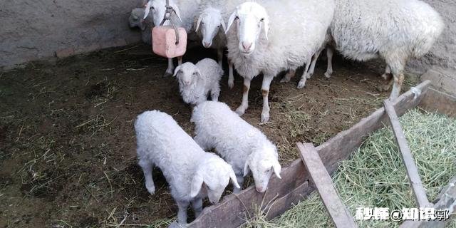 小羊白肌病用什么药