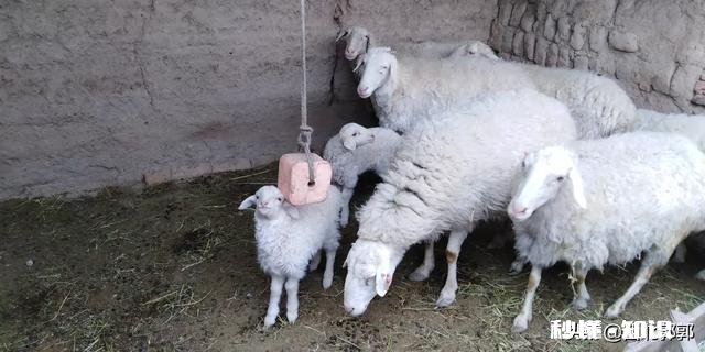 小羊白肌病用什么药