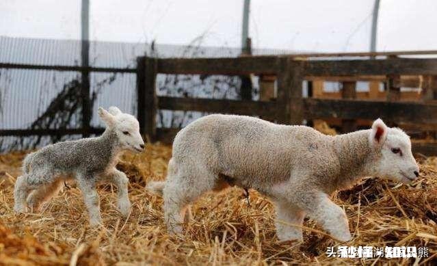 小羊白肌病用什么药