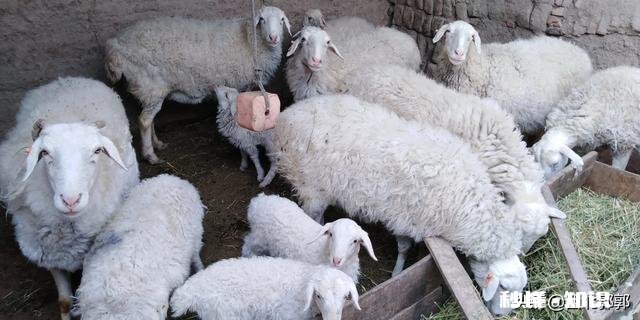 小羊白肌病用什么药