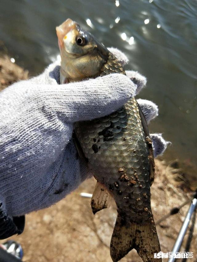 春季野外手竿钓鲫鱼，如何做到好鱼获