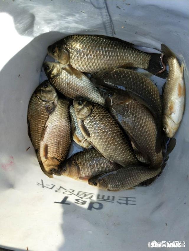 春季野外手竿钓鲫鱼，如何做到好鱼获