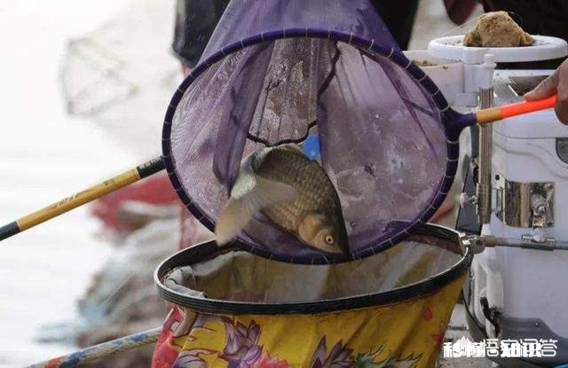 春季野外手竿钓鲫鱼，如何做到好鱼获